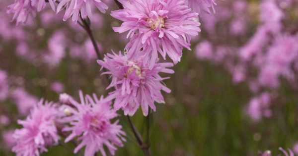 Lychnis ‘Petite Jenny’ Faceys Nursery